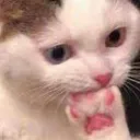 CatThonk