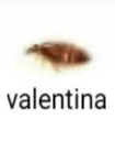 valentina