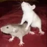 ratsex ratsex