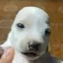 dogbald dogbald