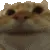 yescat_gif