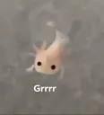 grraxolotl
