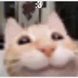 xobsesSmilecat