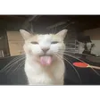 xobsesCatblep