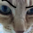 chloeSus