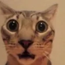 shockedcat