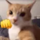 catPunch catPunch