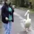 pelicanattack