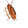 danceROACH