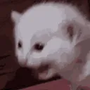 catscream