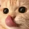 catlick catlick