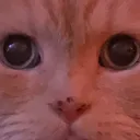 Cattest