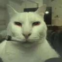 stonedcat
