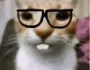 nerdcat