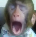 yawn yawn