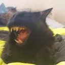 meow_screams