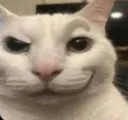 Cat_Sus Cat_Sus
