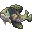 Crappie