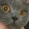 ACatStare Discord Emoji