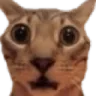 catshocked