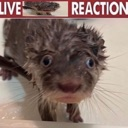 livereaction Discord emoji
