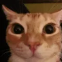 gato