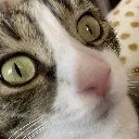 morcat2