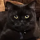 chadacat