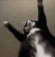 Jigglin