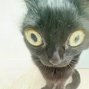 funnycat3 Discord Emoji