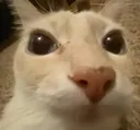 whatdafloof