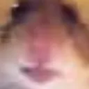 hi