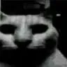 uncannycat uncannycat