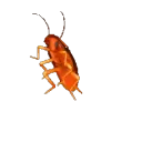 CockroachDance