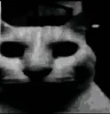 catDespair