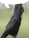 stupidnigger