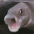 POGFISH