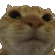 NoppersCat