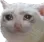 sadcat