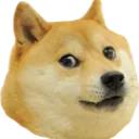 doge doge