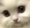 catLook
