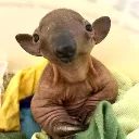 anteater