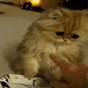 BrorCantUnderstandWhatsGoingOnHe