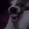 dog_laugh1 Discord Emoji