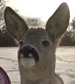 deer