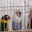 107parrotdance2