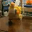 108pollyexcitedparrot