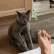 StinkFeet