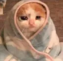 c_catcomfy