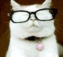 CatBoomer